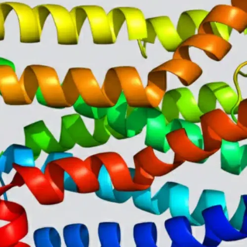 Oral Central Nervous System (CNS) Synergists: Integrating MC4R Agonists for Durable Weight Loss Maintenance